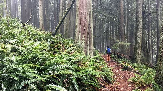 Indulge in the Natural Wonders of Larrabee State Park: Top Activities for September and Early October