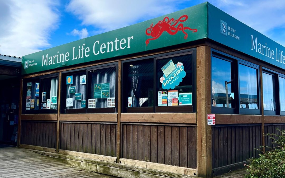 A Splash of Education: Experience the Marine Life Center in Bellingham, Washington